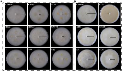 Chitooligosaccharide enhanced the efficacy of Bacillus amyloliquefaciens CAS02 for the control of tobacco black shank